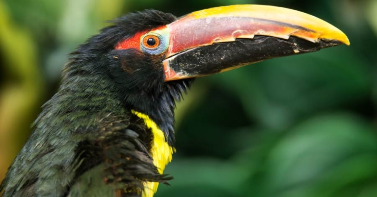 Side profile of a Green Aracari, a type of toucan