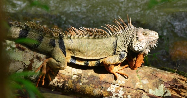 A large green iguana rests on a fallen log
