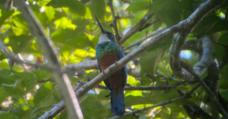 Green-tailed Jacamar on a branch