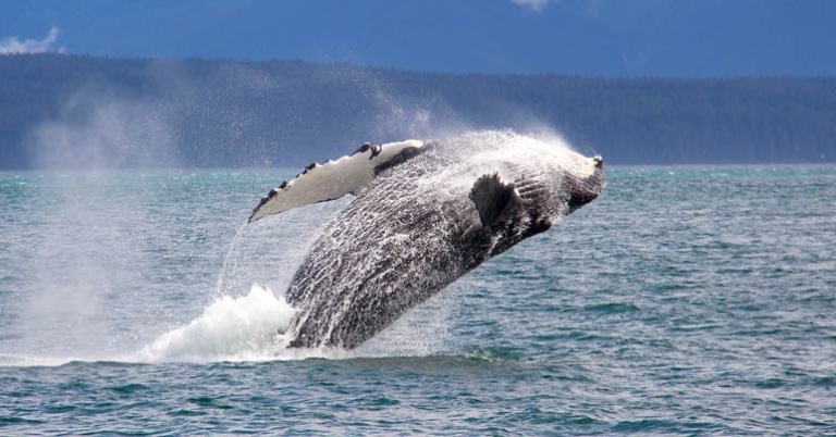 Whale jumping out of water