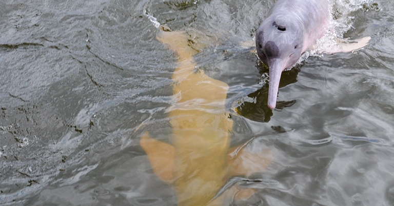 Two Amazon river dolphins in a river, one breaking the water's surface and one swimming just below the surface