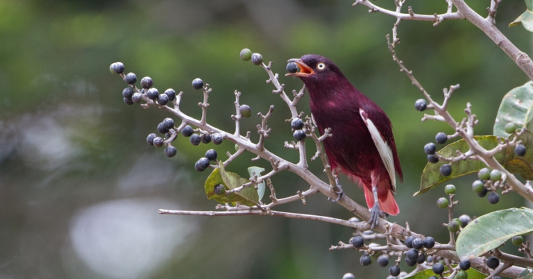 Pompadour Cotinga on a branch