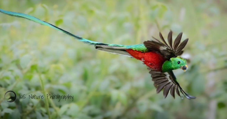A flying Resplendent Quetzal with outstretched wings and long tail has a berry in its mouth