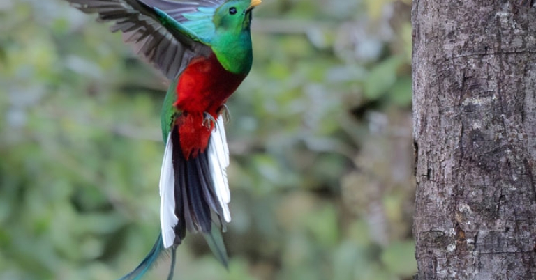 A Resplendent Quetzal in flight with long tail and outstretched wings approaches a tree