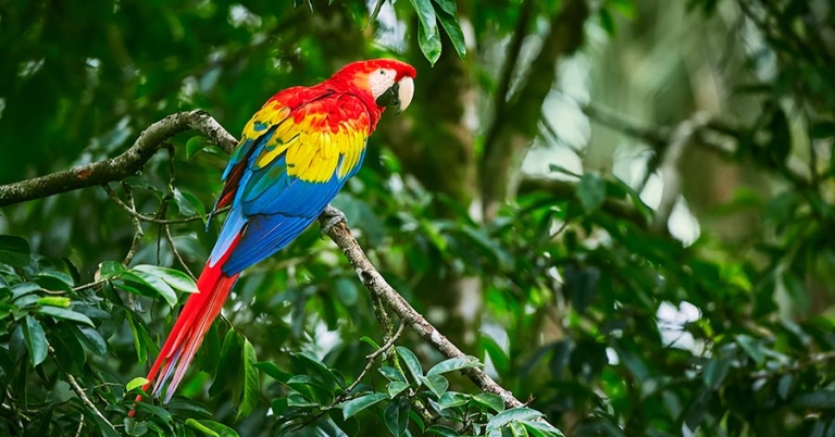 A Scarlet Macaw perched on a tree branch