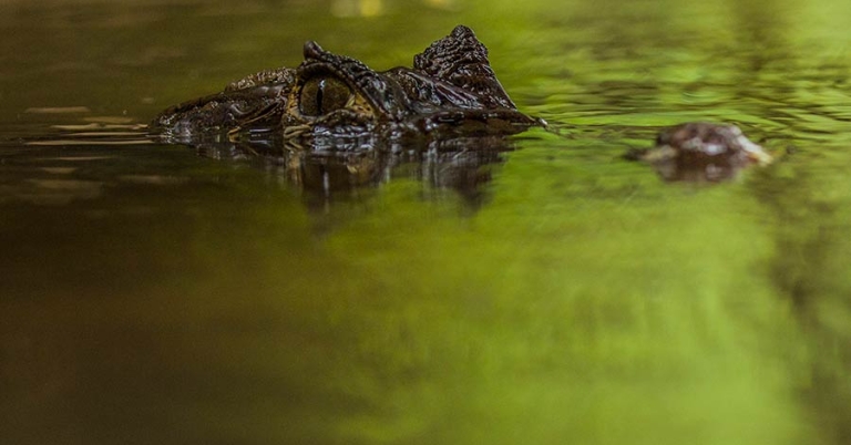 The eyes and nostrils of a spectacled caiman rise just above the water's surface