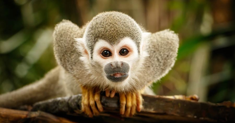 Squirrel monkey