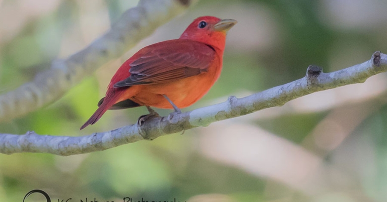 A Summer Tanager perched on a branch