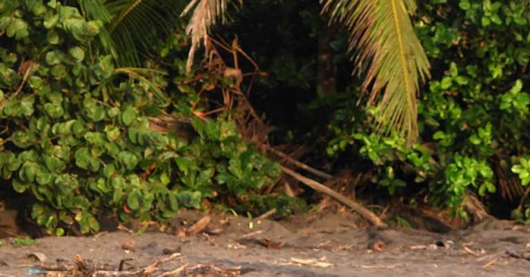 Sea turtle walking on the sand at Tortuguero National Park