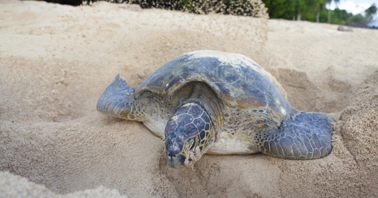 Green sea turtle laying eggs in the sand at the beach