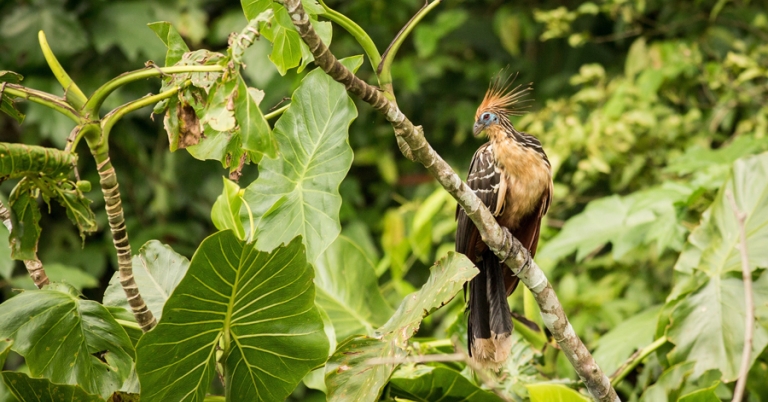 Hoatzin on a branch