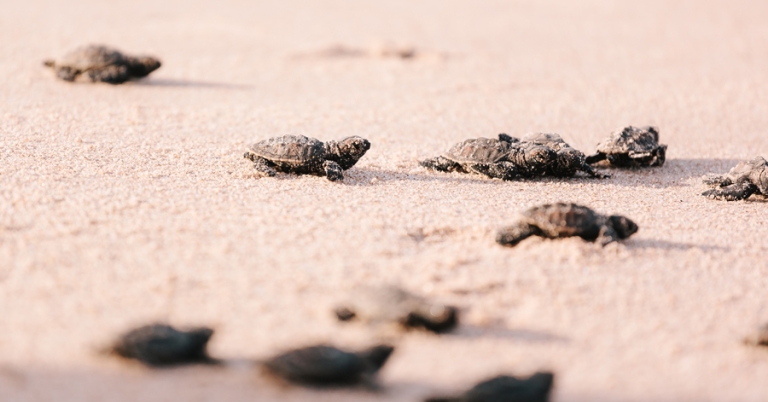 Newly hatched baby sea turtles walking on the sand toward the sea