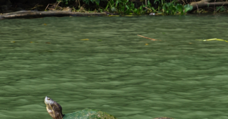 Tropical Slider Turtles floating in Chagres River