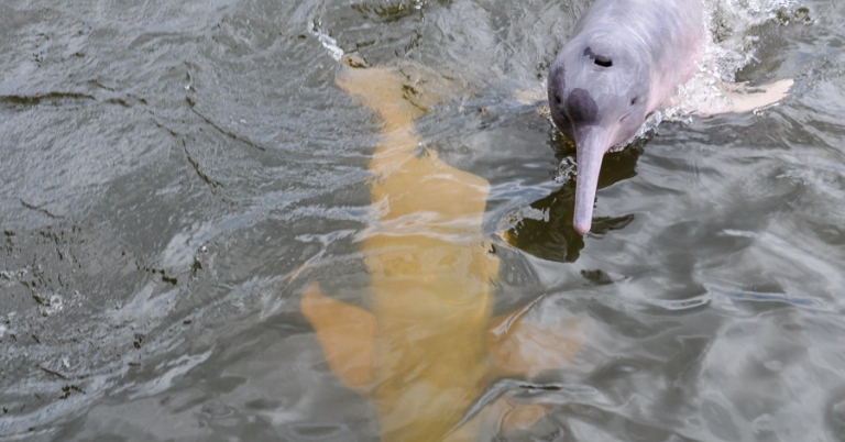 Pink river dolphins swimming in a river