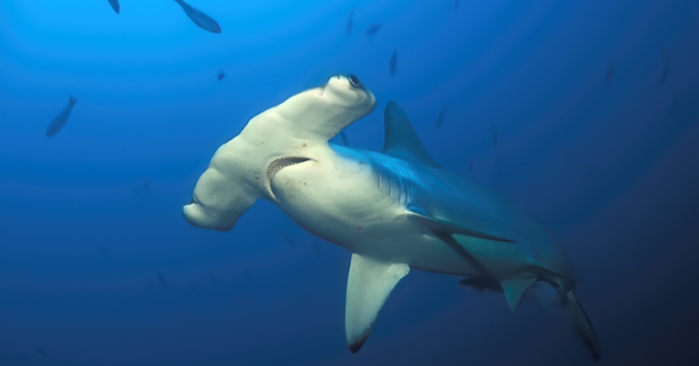 Scalloped hammerhead shark swimming