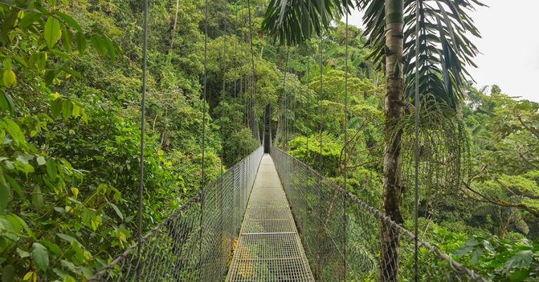 A hanging bridge in the forest with vegetation on either side and below