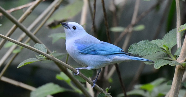 A Blue-gray Tanager sits perched on a small branch