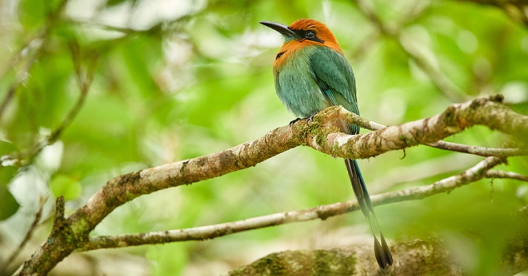 A Broad-billed Motmot with long tail sits perched on a branch
