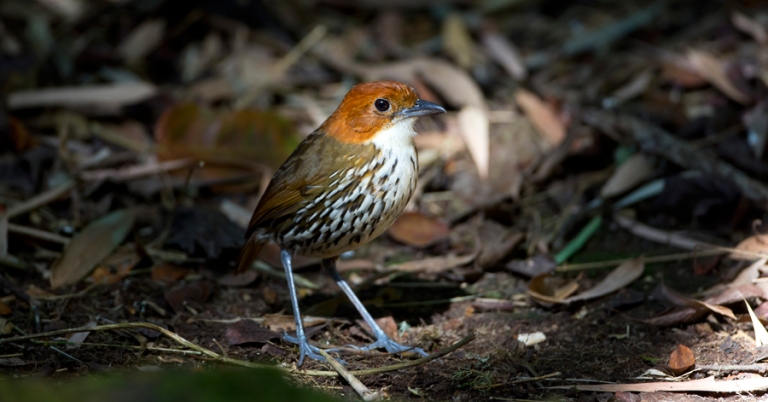 Chestnut-crowned Antpitta walking around