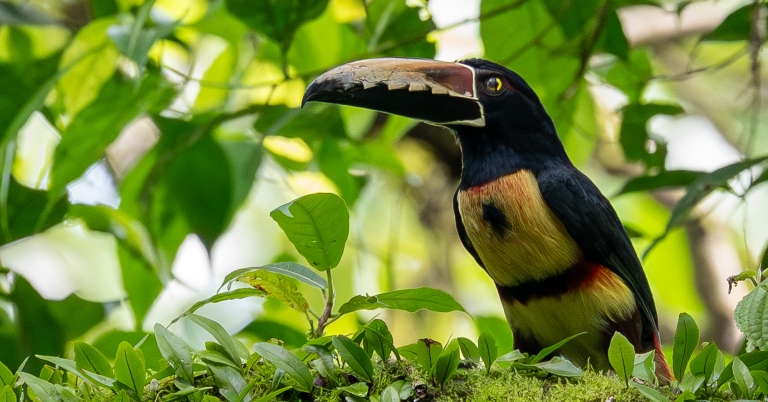 bird sitting in brush