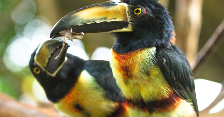One Collared Aracari looks at another with plant matter in its beak