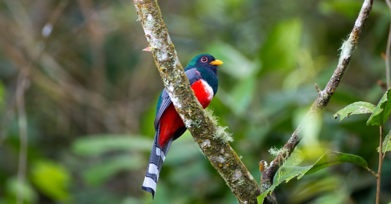 Collared Trogon on a branch