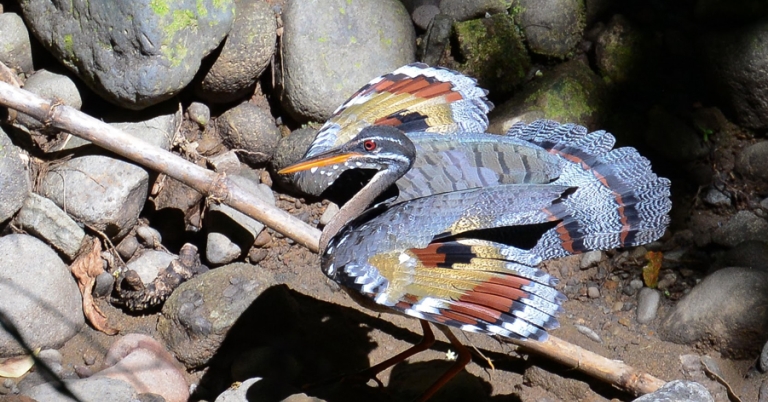 Sunbittern starting to spread its colorful patterned wings