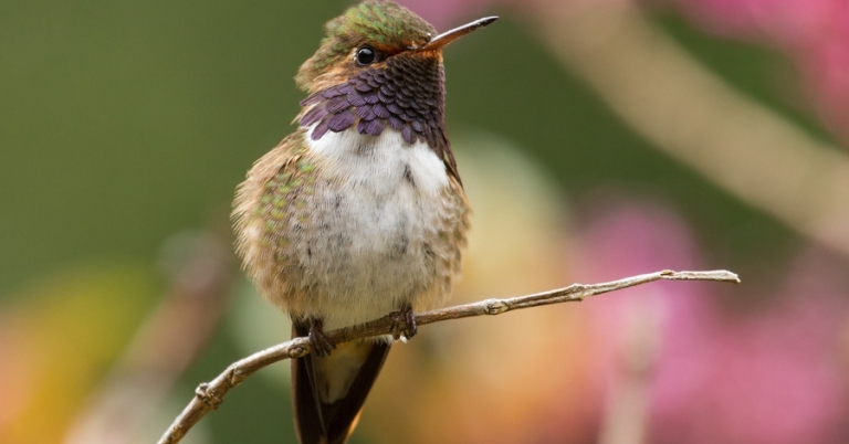 Volcano Hummingbird perched on a branch