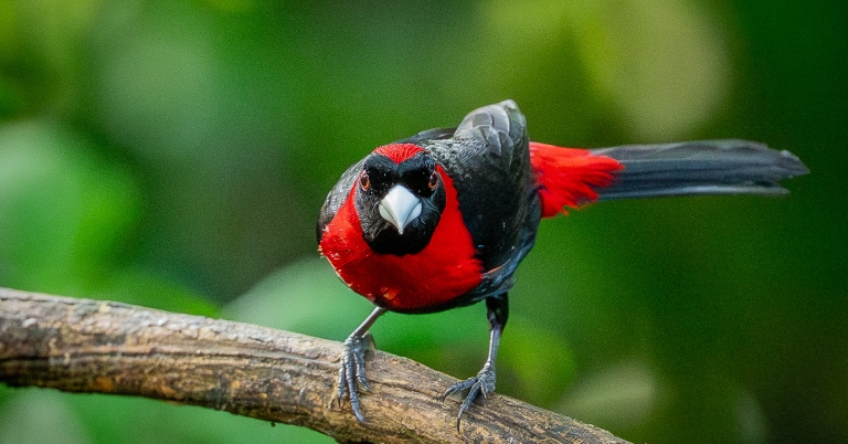 bird perched on tree branch