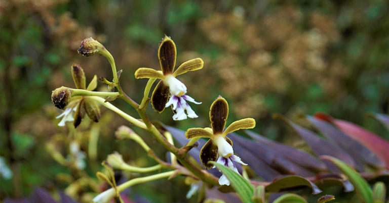 Closeup of a cluster of small orchid flowers