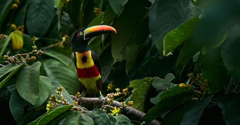 A Fiery-billed Aracari sits on a tree branch among large leaves