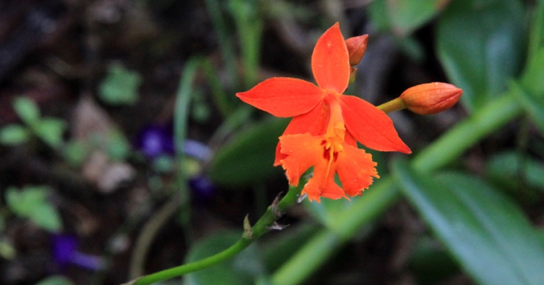 Closeup of an orchid flower and bud