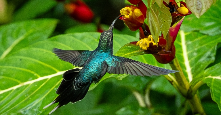 humingbird drinking from a flower