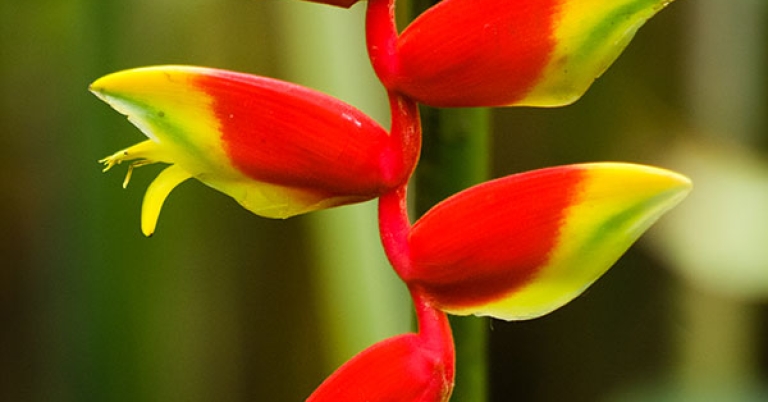Closeup of a heliconia inflorescence