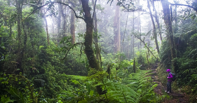 A person wearing a backpack pauses on a forest trail surrounded by trees, ferns, vines, and other vegetation