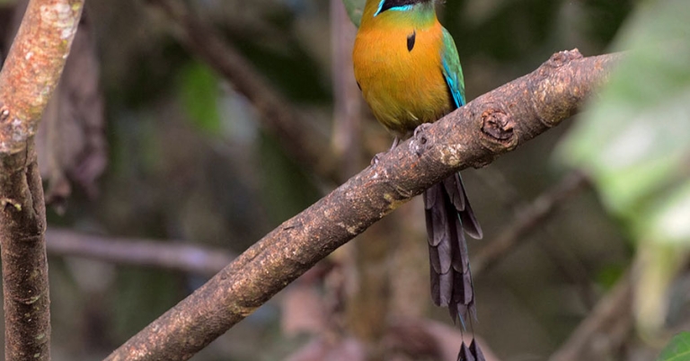 A Lesson's Motmot with long tail sits on a branch