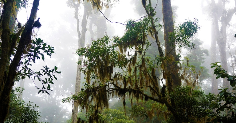 Trees with moss hanging in a misty forest