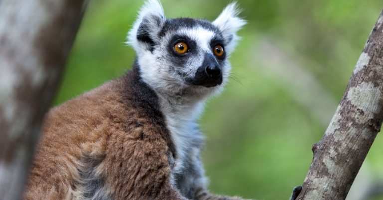 Ring-tailed lemur up close