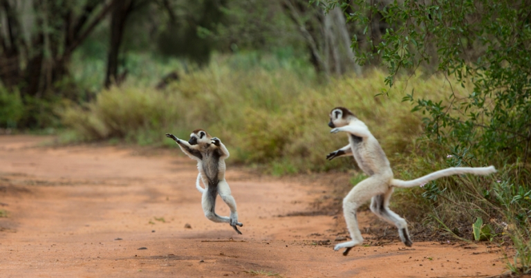 Verreaux's sifakas jumping in Madagascar