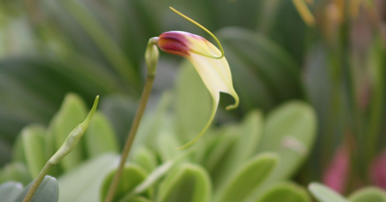 Closeup of an orchid flower with leaves