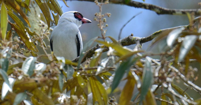 Angled view of a Masked Tityra in a tree surrounded by leaves