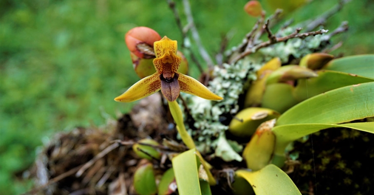 Closeup of a small orchid flower with long leaves