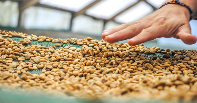 A person's hand gestures at a layer of raw coffee beans spread out on a mesh surface