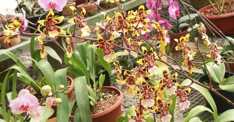 Several varieties of potted orchids on a wire shelf