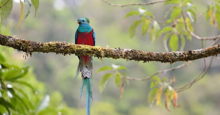 A male Resplendent Quetzal with long tail feathers sits perched on a branch