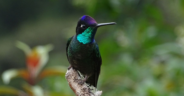A Talamanca Hummingbird sits on a branch