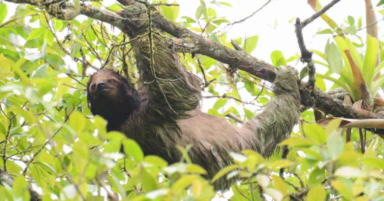 A three-toed sloth hangs from a tree branch surrounded by leaves