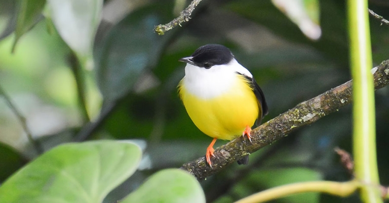 A White-collared Manaking sits perched on a small branch