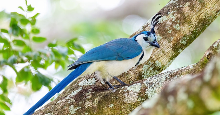 A White-throated Magpie-Jay sits perched in the crook of a tree