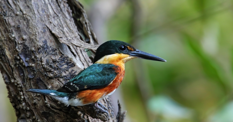 American Pygmy Kingfisher on a branch